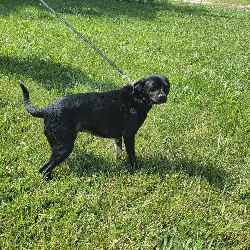 An adult small-sized female Black Chihuahua dog named Neigh for adoption in Jackson, MO