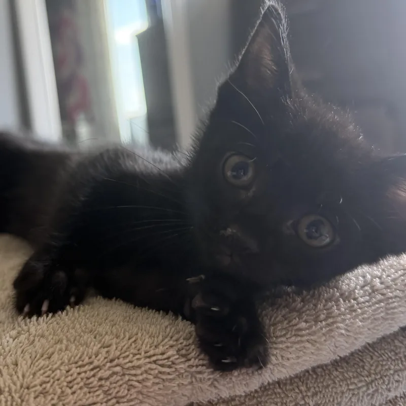 A baby small-sized male Black Domestic Short Hair cat named Angel for adoption in Naperville, IL