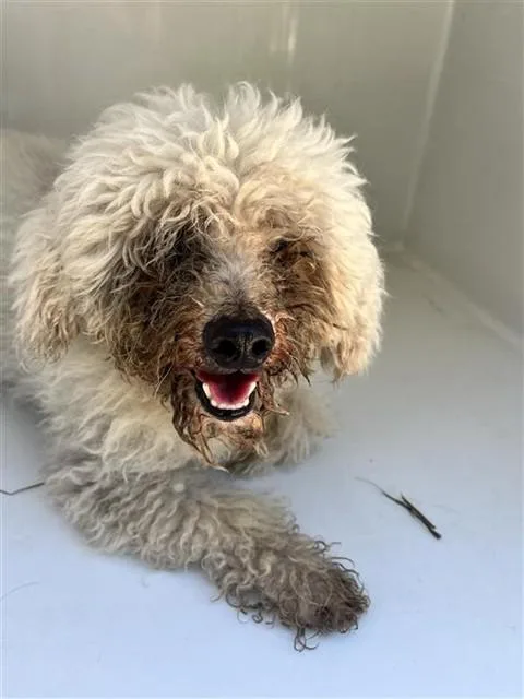 An adult small-sized male Poodle dog named A for adoption in Houston, TX