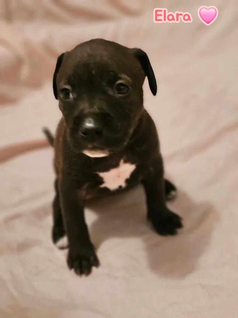 Elara  Stormie Litter