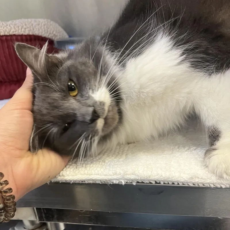 An adult medium-sized female Gray / Blue / Silver Domestic Medium Hair cat named Bluey for adoption in Charlottesville, VA