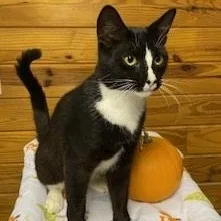 A young medium-sized male Tuxedo cat named Portulaca for adoption in Southern Pines, NC