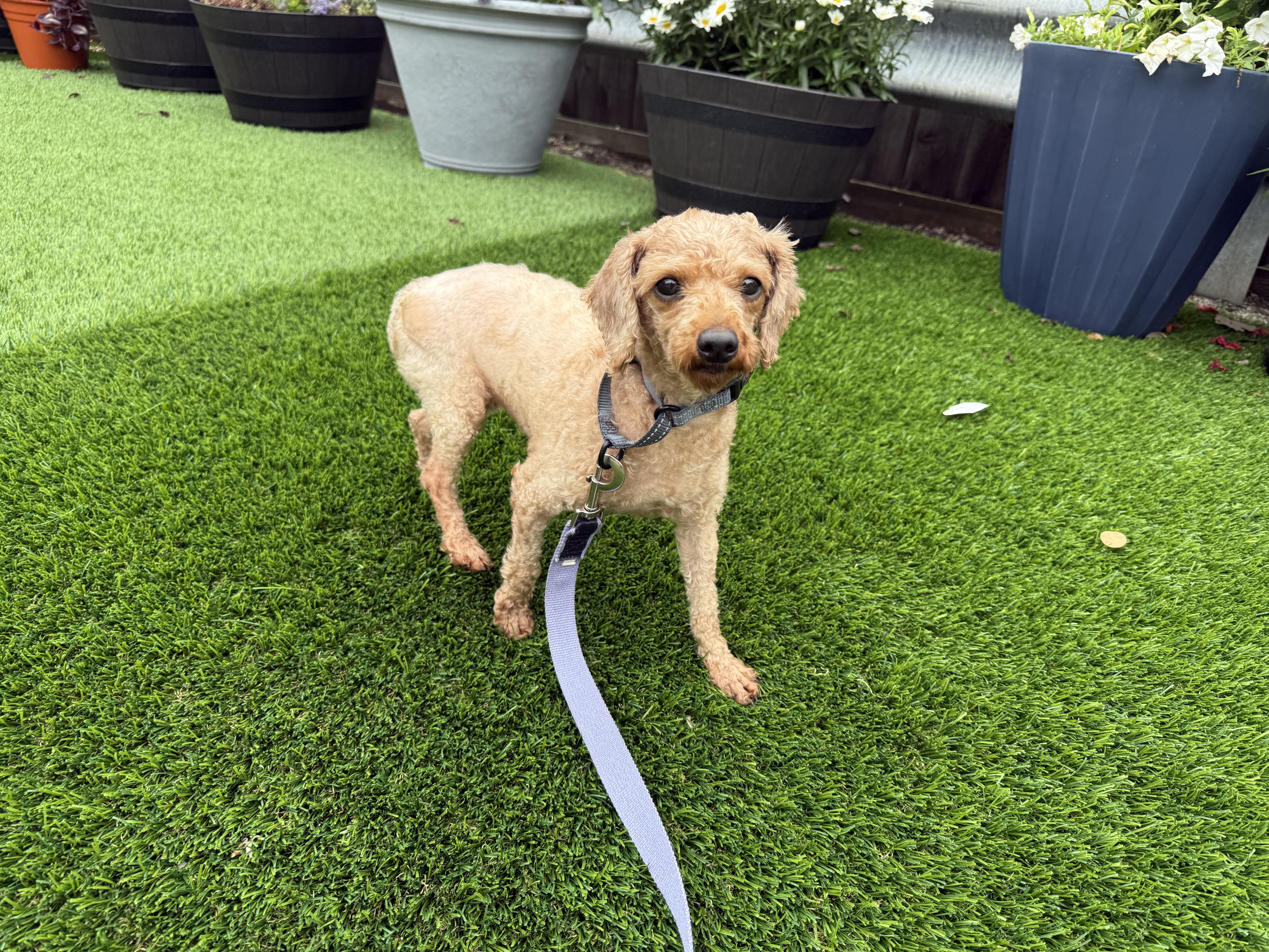 An adult small-sized female Yellow / Tan / Blond / Fawn Miniature Poodle dog named Mildred for adoption in Evanston, IL