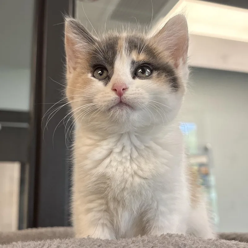 A baby small-sized female Calico Domestic Short Hair cat named Latte for adoption in Naperville, IL
