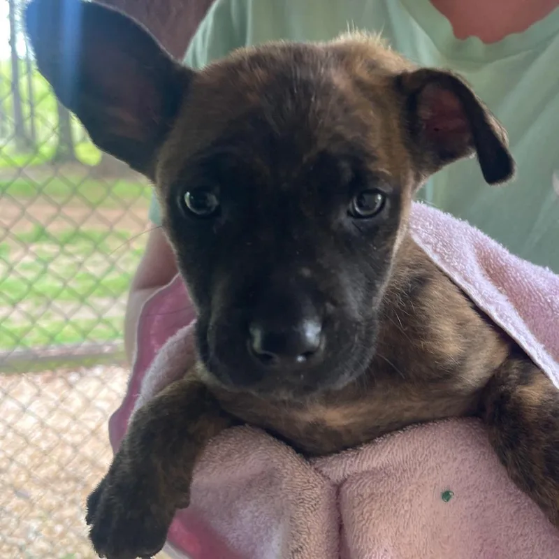 A baby small-sized female Brindle Mixed Breed dog named Lexi for adoption in Valley, AL