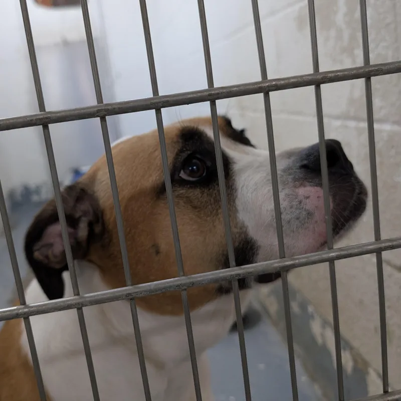 Betty LOOKING FOR OWNER
