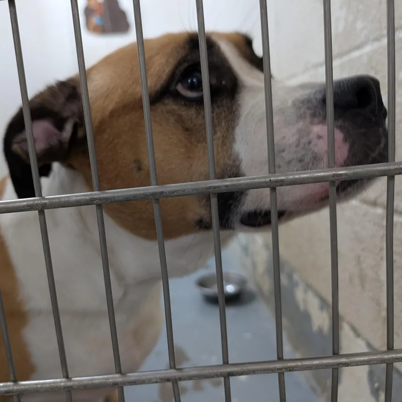 Betty LOOKING FOR OWNER thumbnail 2