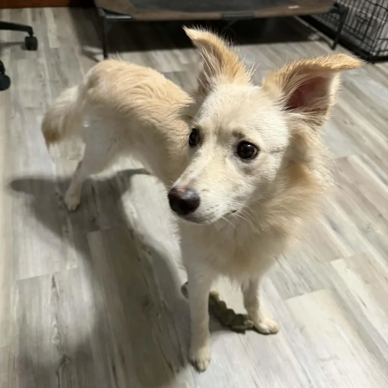 A young medium-sized female Mixed Breed dog named Scentiva for adoption in Cedar Rapids, IA