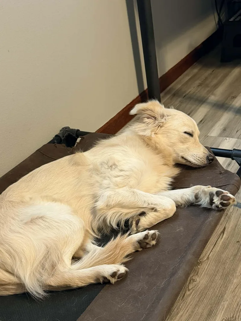 Scentiva thumbnail 2