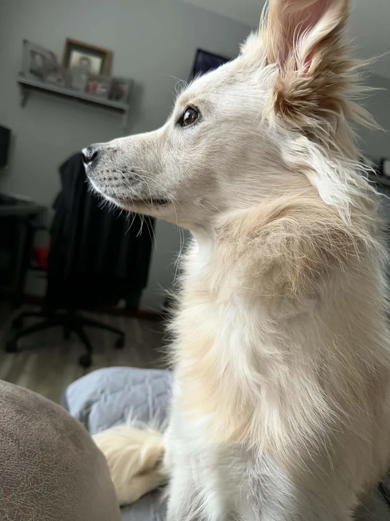 Scentiva thumbnail 3