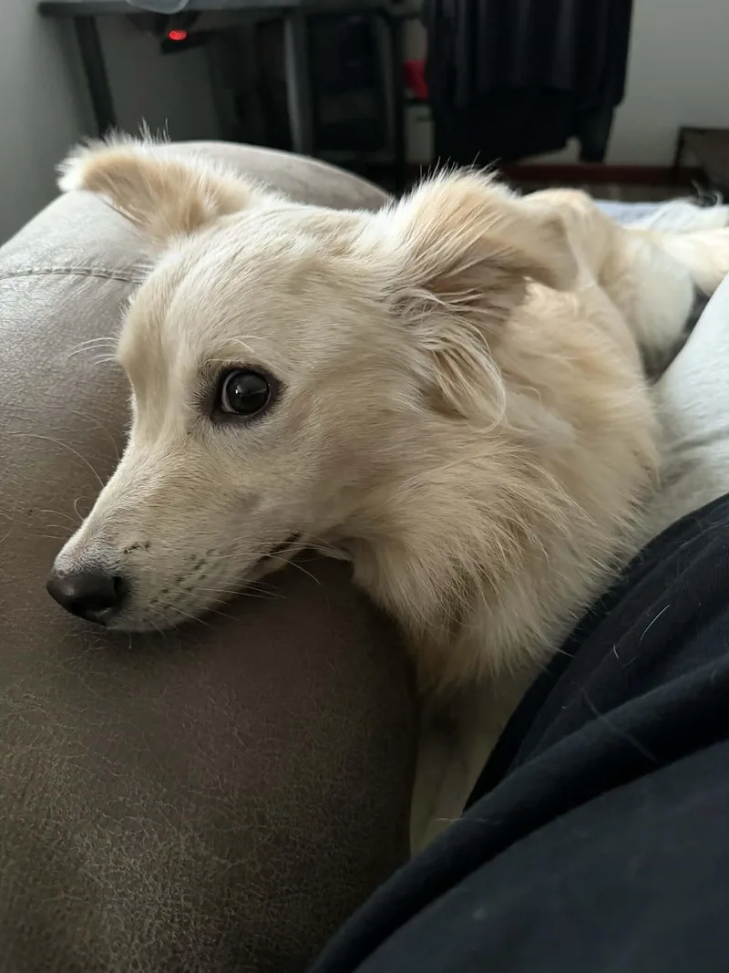 Scentiva thumbnail 4