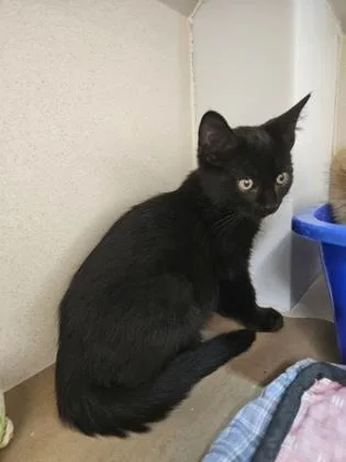 A baby small-sized male Domestic Short Hair cat named Phillip for adoption in Bellevue, WA