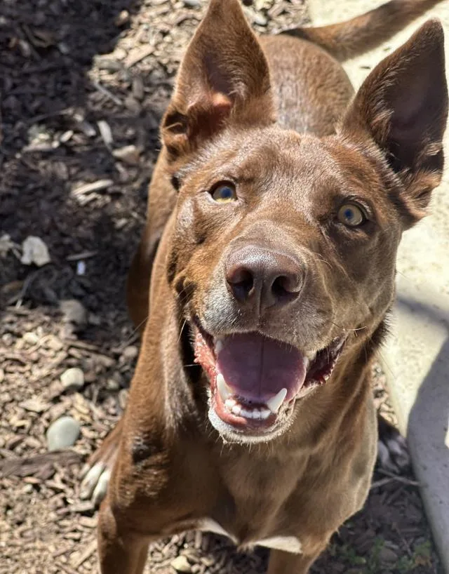 An adult medium-sized male Australian Kelpie dog named Carlitos for adoption in Santa Maria, CA