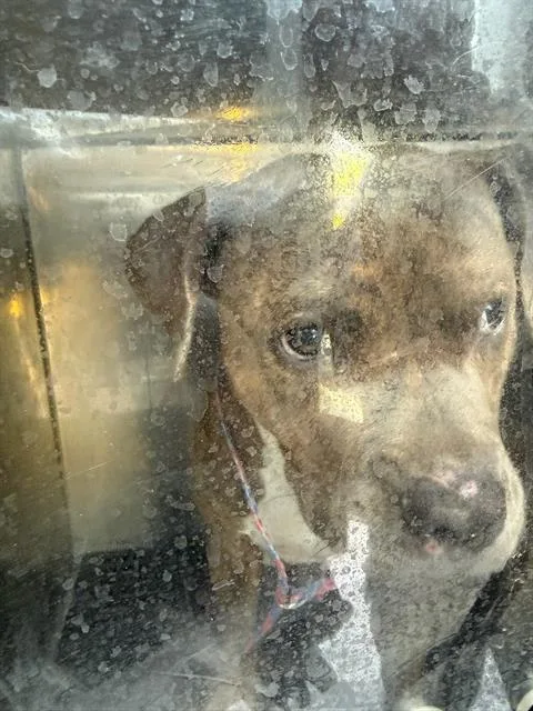 A young large-sized male Mixed Breed dog named Pie for adoption in Dallas, TX