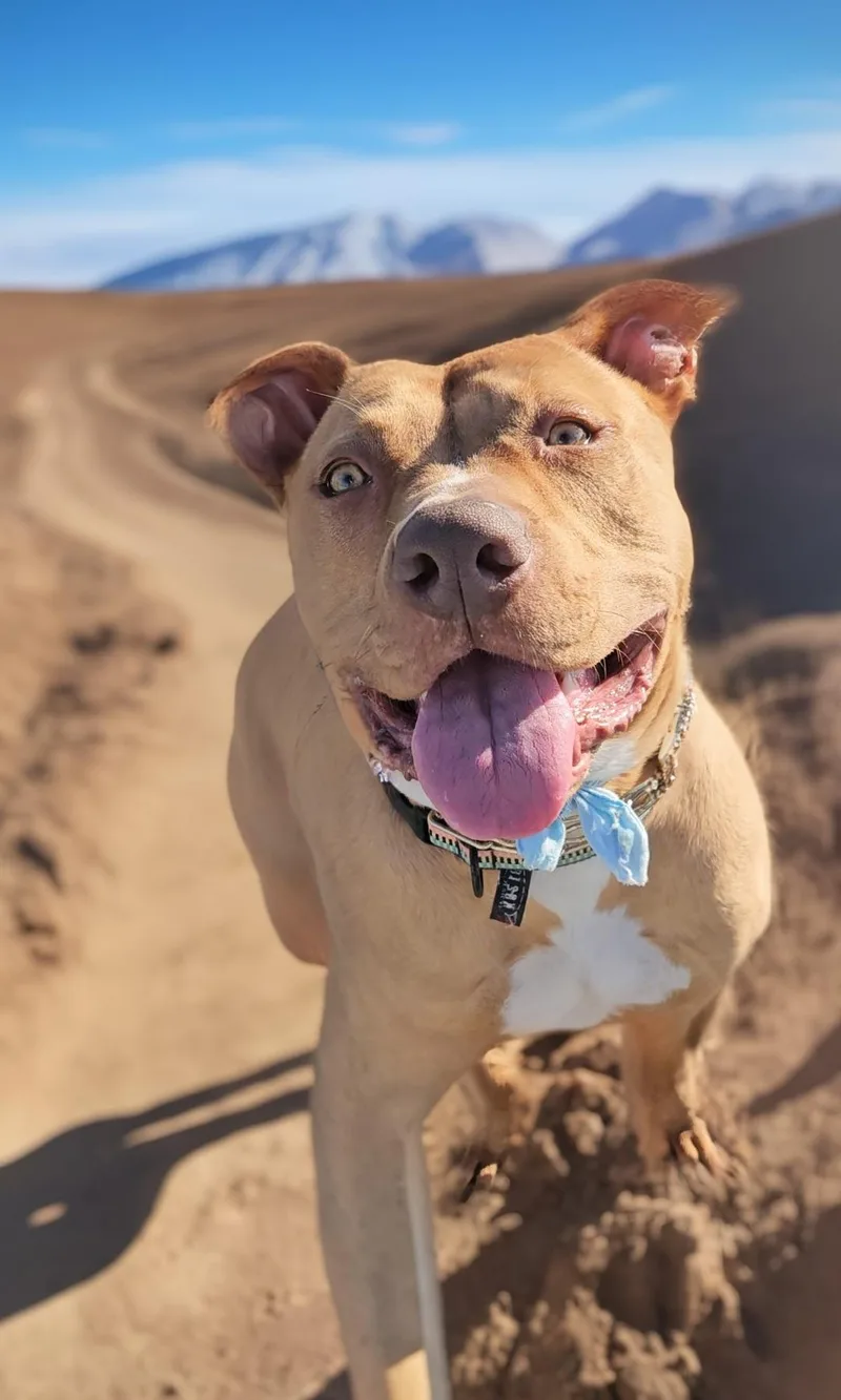 Loving Red Shane Stunning thumbnail 2