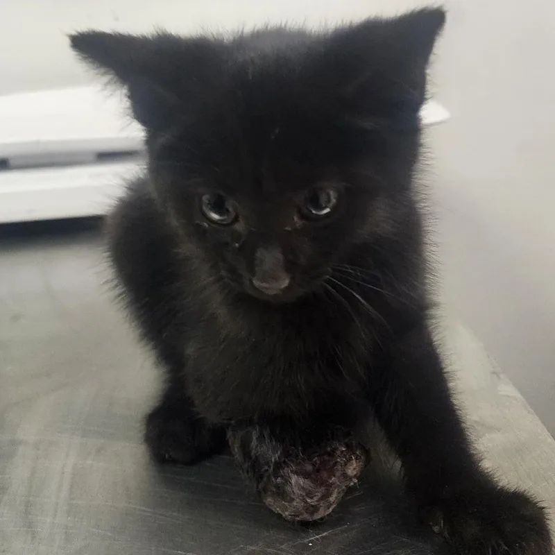 A baby small-sized male Black Domestic Short Hair cat named Trailer Park for adoption in Charleston, WV