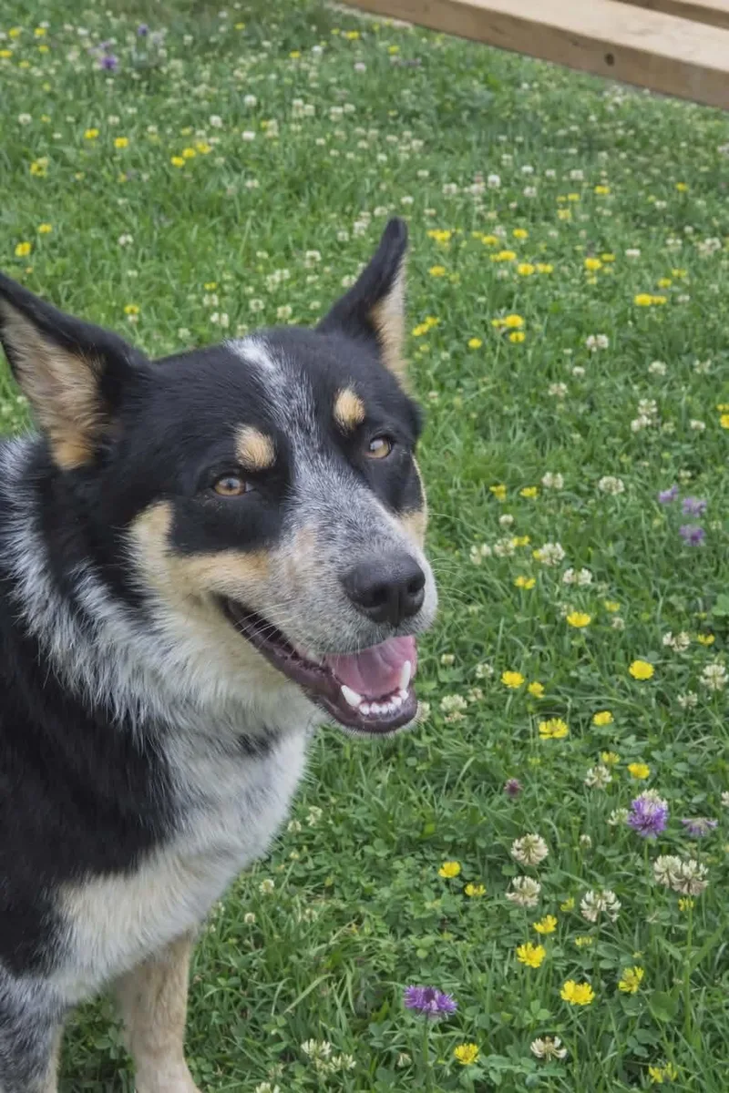 An adult medium-sized male Australian Cattle Dog / Blue Heeler dog named Bandit for adoption in Redfield, AR