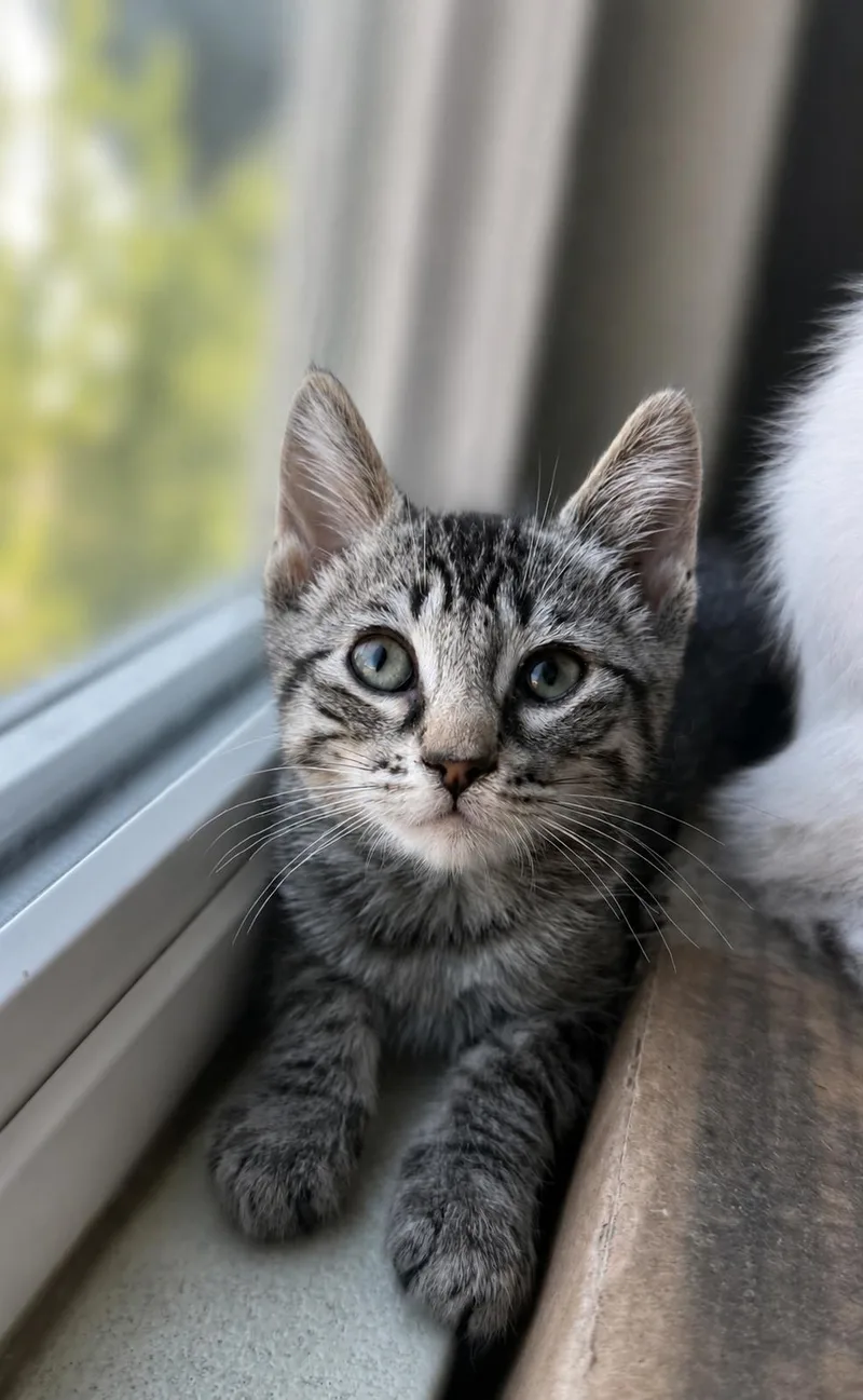 A baby medium-sized male Tabby (Gray / Blue / Silver) Tabby cat named Sparrow for adoption in Fresno, CA