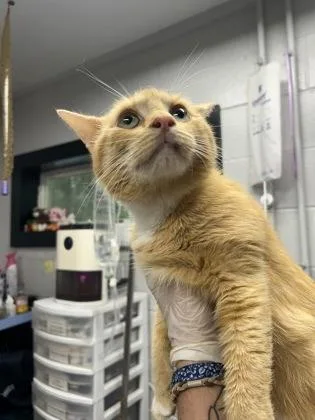 An adult small-sized male Domestic Short Hair cat named Rusty for adoption in West Chester, PA
