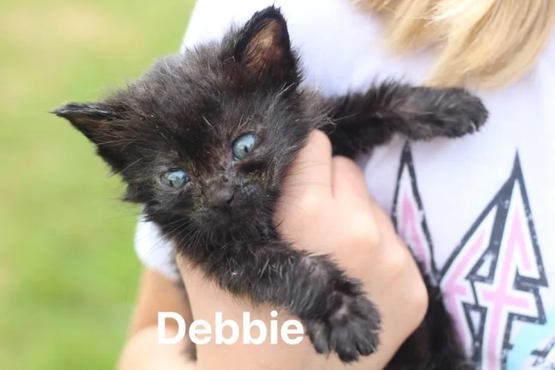 A baby medium-sized female Domestic Short Hair cat named Debbie for adoption in Johnson City, TN