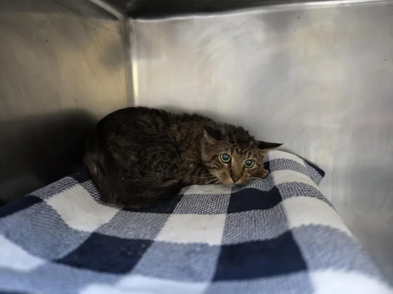 An adult medium-sized male Domestic Short Hair cat named Manny for adoption in Tulsa, OK