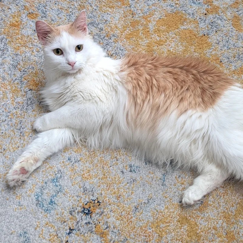 Oliver Morleysteve thumbnail 2