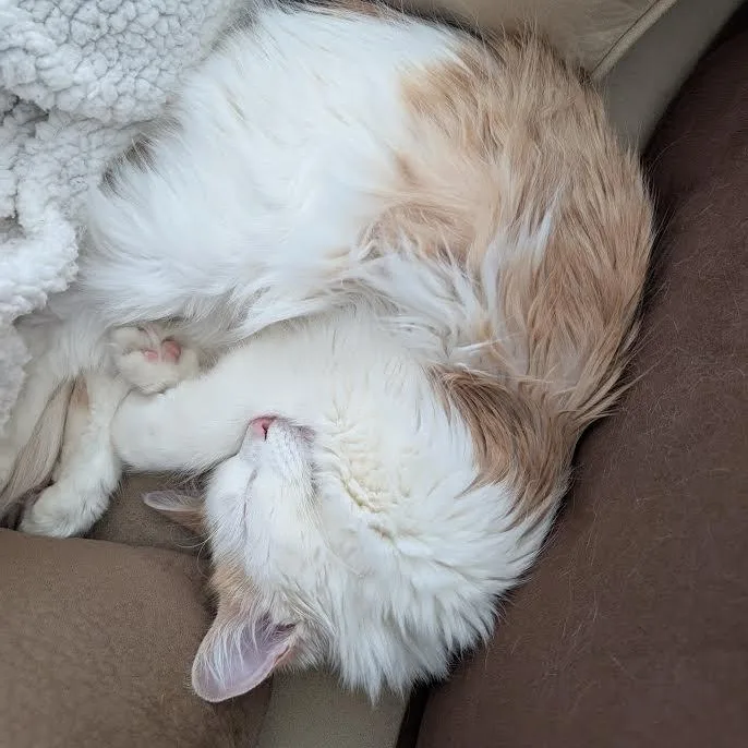 Oliver Morleysteve thumbnail 3