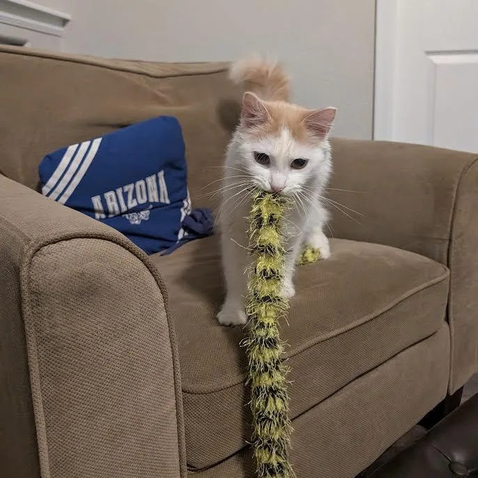 Oliver Morleysteve thumbnail 4