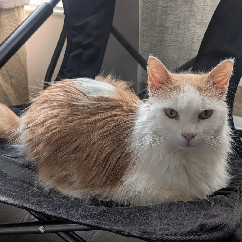 Oliver Morleysteve thumbnail 5