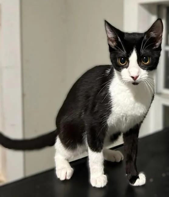 A young medium-sized female Black & White / Tuxedo Domestic Short Hair cat named Ecstasy for adoption in Houston, TX