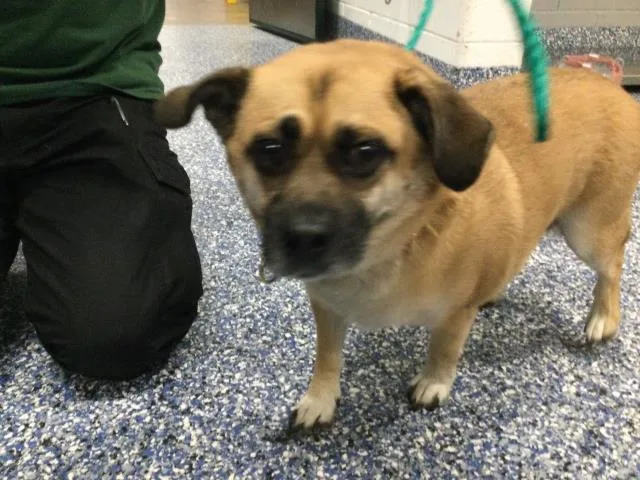 An adult small-sized male Chihuahua dog named Yogi for adoption in Thousand Palms, CA