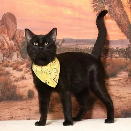 An adult medium-sized male Domestic Short Hair cat named Lee for adoption in West Chester, PA