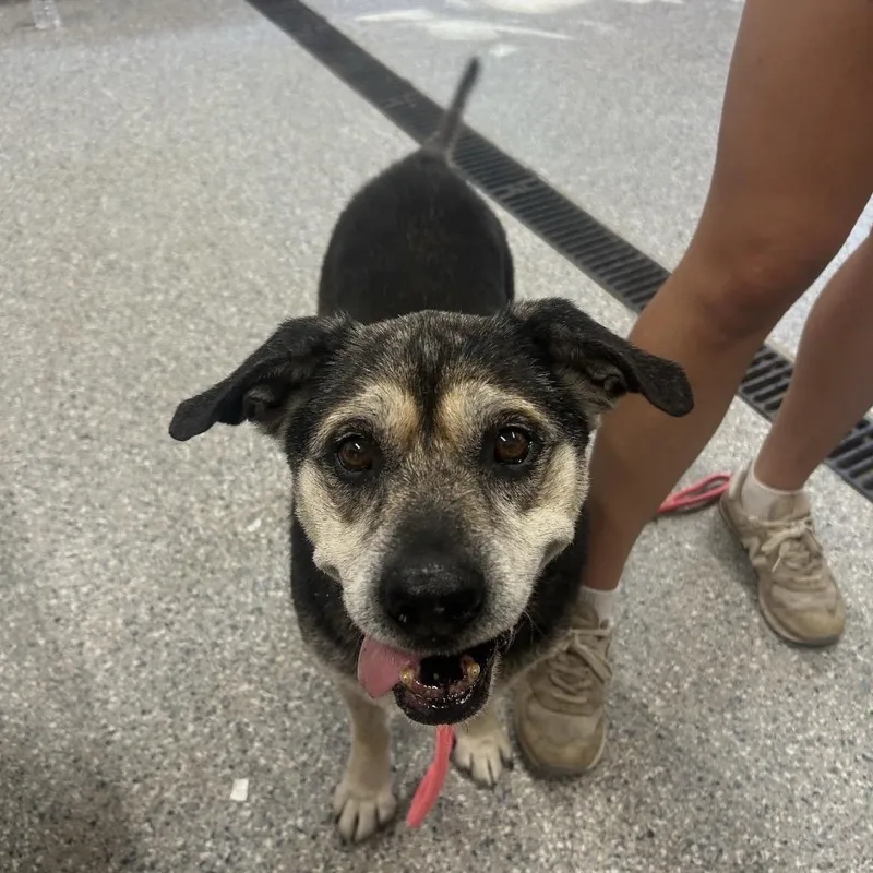A senior medium-sized female Terrier dog named Nani for adoption in Spring Hill, KS