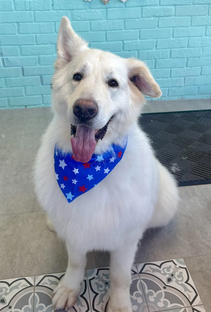 A young medium-sized male German Shepherd Dog dog named Tucker for adoption in Spring Lake, NJ