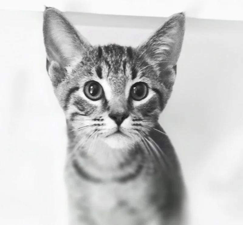 A baby small-sized male Domestic Short Hair cat named Riley for adoption in Lawrenceville, GA