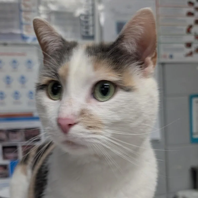 An adult large-sized female Calico Domestic Short Hair cat named Leah for adoption in West Olive, MI