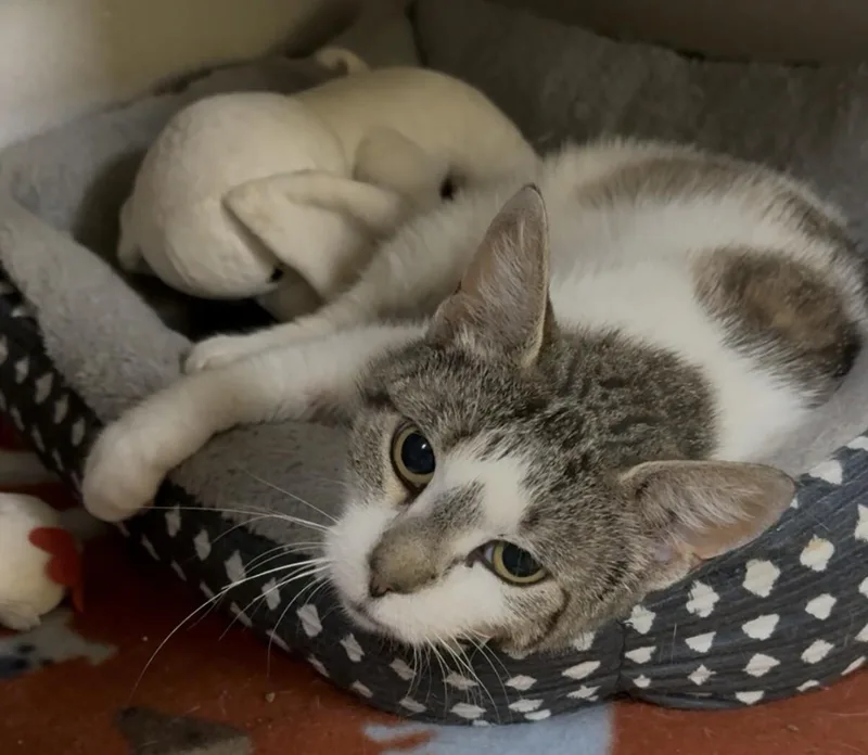 An adult medium-sized female Tabby (Gray / Blue / Silver) Domestic Short Hair cat named Minnie for adoption in Osseo, MI