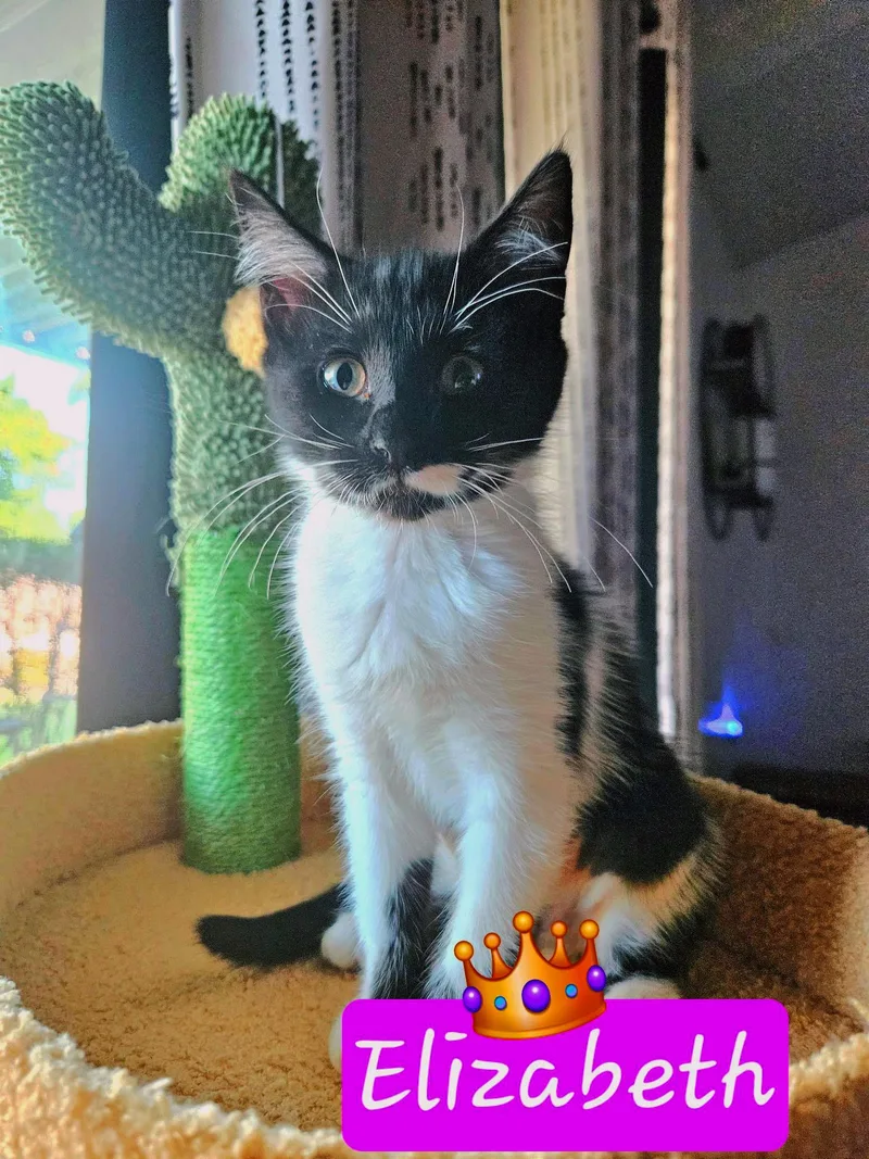 Elizabeth D thumbnail 2