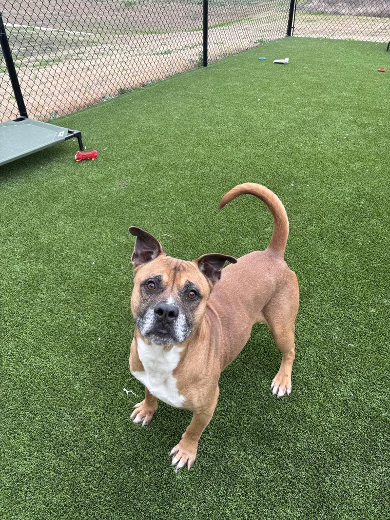 A senior medium-sized male Bicolor Boxer dog named Bruce for adoption in Sachse, TX