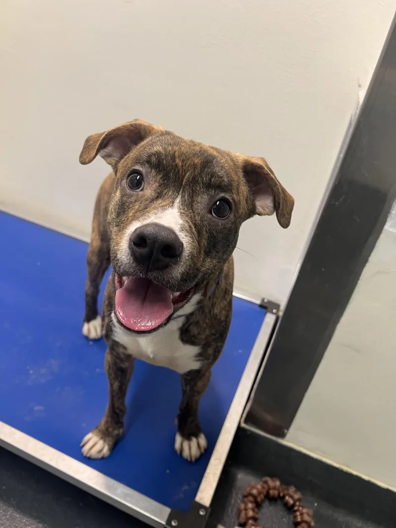 A baby medium-sized male Brindle Mixed Breed dog named Bear for adoption in Ithaca, NY