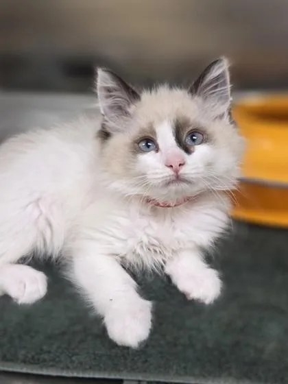 A baby small-sized female Domestic Short Hair cat named Butterfly for adoption in Westland, MI