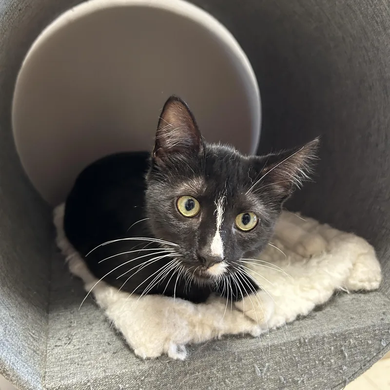 A young medium-sized female Tuxedo cat named Tank for adoption in La Grange Park, IL
