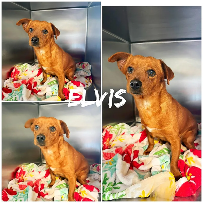 An adult small-sized male Red / Chestnut / Orange Chihuahua dog named Elvis for adoption in Saint James, MO