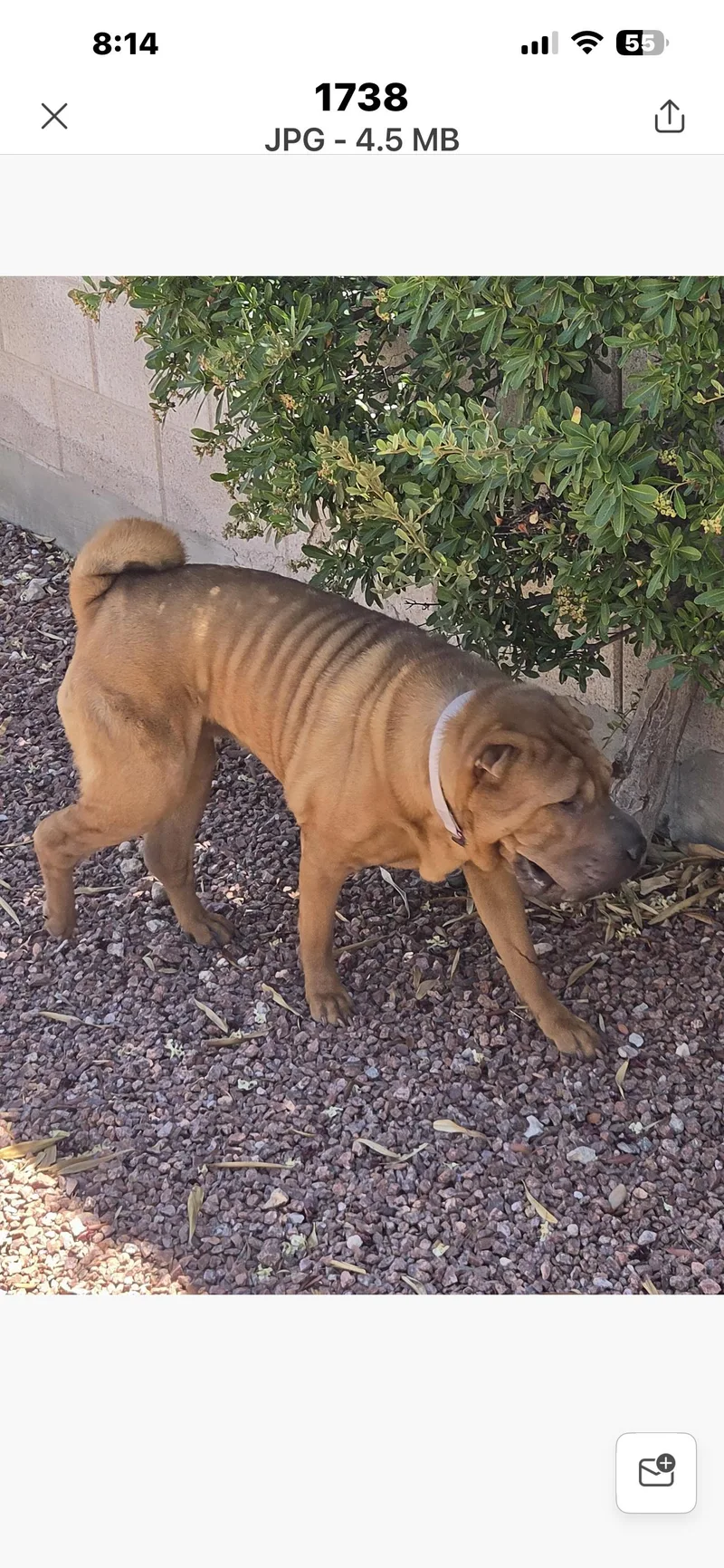 An adult medium-sized female Shar-Pei dog named Sasha for adoption in Lake Forest, CA