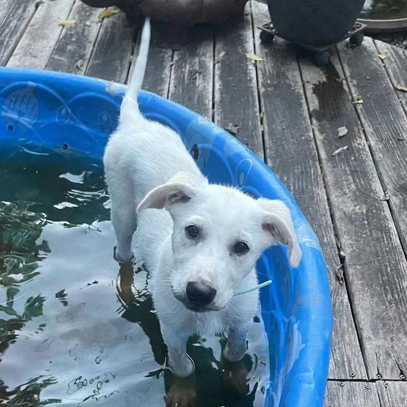 A baby medium-sized female White / Cream Mixed Breed dog named Sandy for adoption in Tulsa, OK