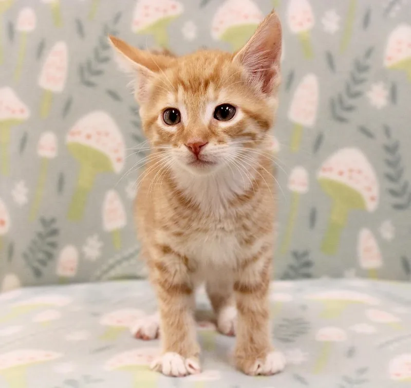 A baby small-sized male Domestic Short Hair cat named Zazu for adoption in Clinton, SC