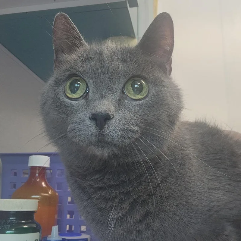 A senior medium-sized male Gray / Blue / Silver Domestic Short Hair cat named Smokey for adoption in Clearwater, FL