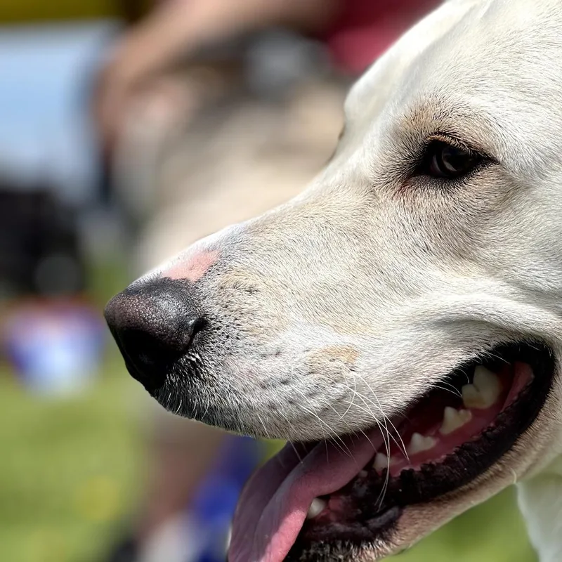 An adult medium-sized male White / Cream Mixed Breed dog named Bongo for adoption in Glenfield, NY