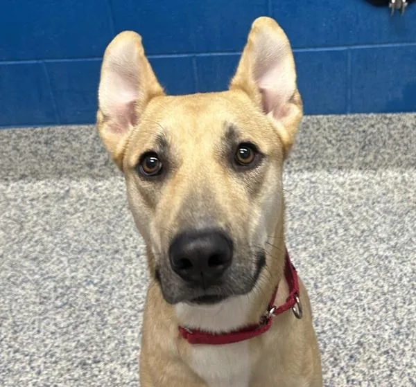 A young medium-sized female Shepherd dog named Nova for adoption in Golden, CO