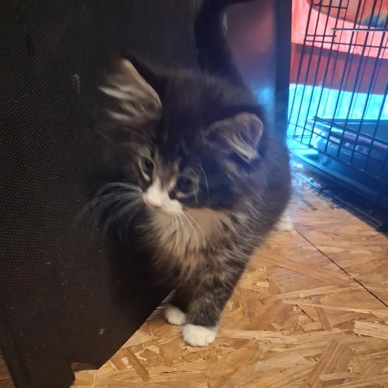 A baby small-sized female Black Domestic Medium Hair cat named Cinderella for adoption in Springfield, IL